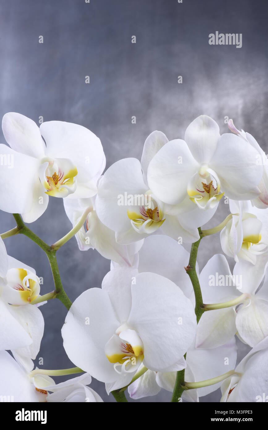 Weiße Orchidee Blume Stockfoto