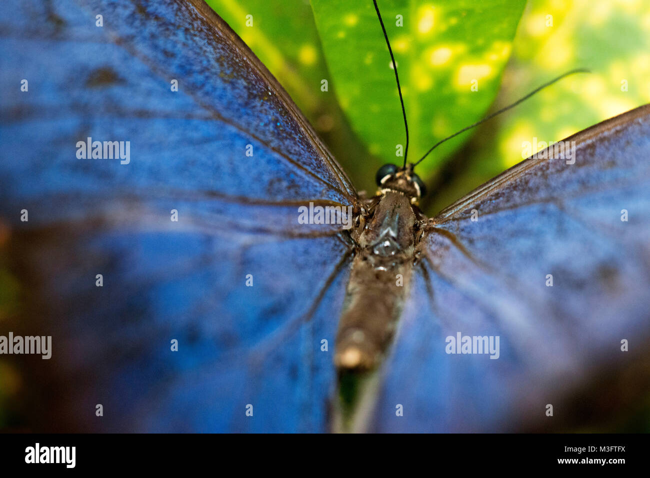 Blaue Morpho (Morpho) Schmetterling, Belize Stockfoto