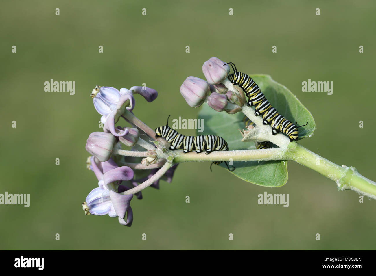 Monarch Caterpillar auf Krone Blume Stockfoto