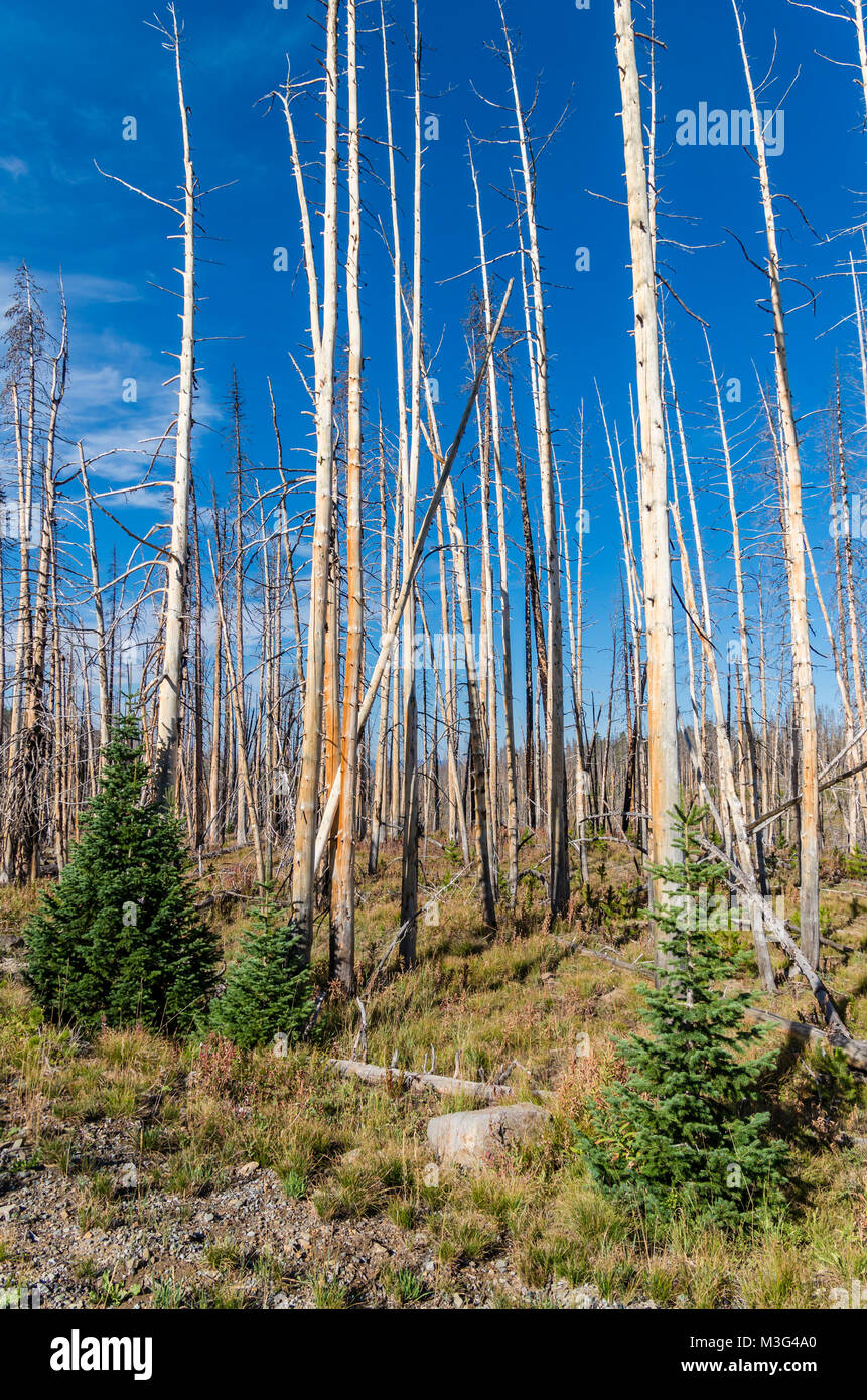 Tot Stehendes Holz von Waldbränden getötet wird langsam von neuen wachsenden Bäume ersetzt. Yellowstone National Park, Wyoming, USA Stockfoto