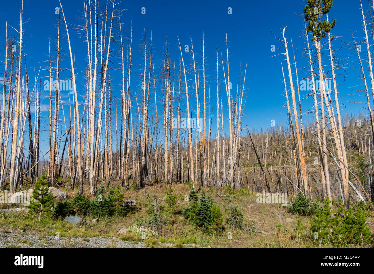 Tot Stehendes Holz von Waldbränden getötet wird langsam von neuen wachsenden Bäume ersetzt. Yellowstone National Park, Wyoming, USA Stockfoto