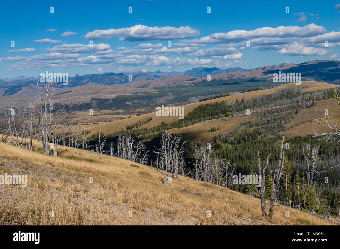 Ansicht der Berggebiete Wiese in der Nähe von dunleavy Pass. Yellowstone National Park, Wyoming, USA Stockfoto