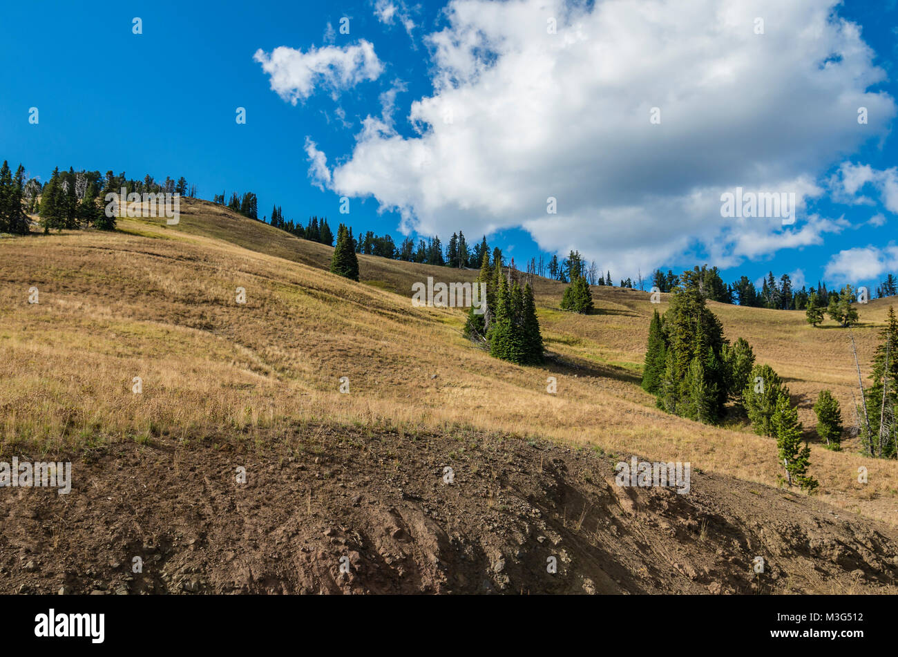 Ansicht der Berggebiete Wiese in der Nähe von dunleavy Pass. Yellowstone National Park, Wyoming, USA Stockfoto