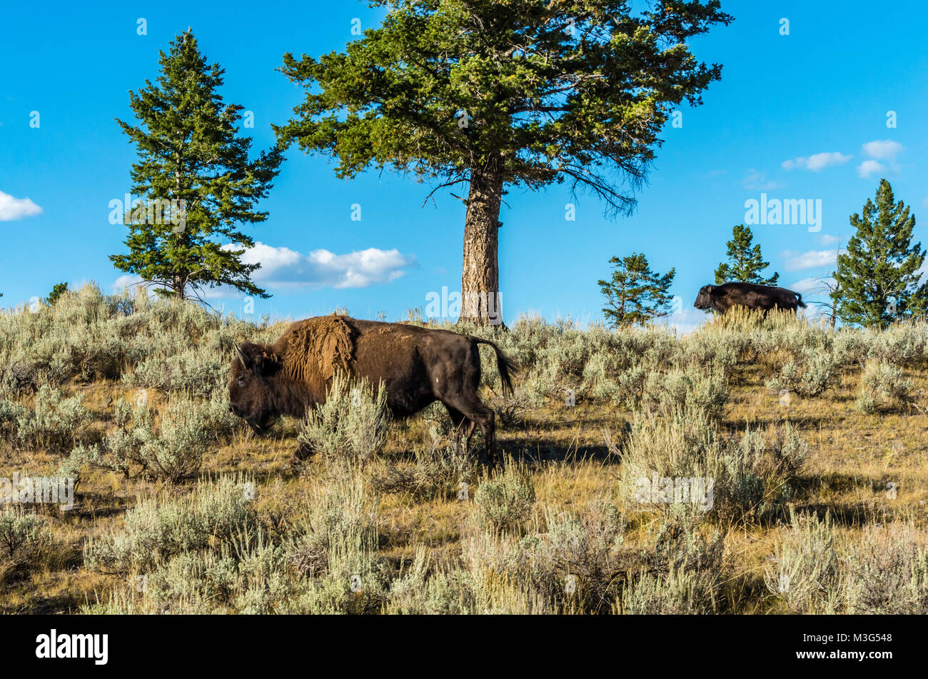 Herde Bisons grasen in der Nähe der schwimmenden Insel See. Yellowstone National Park, Wyoming, USA Stockfoto