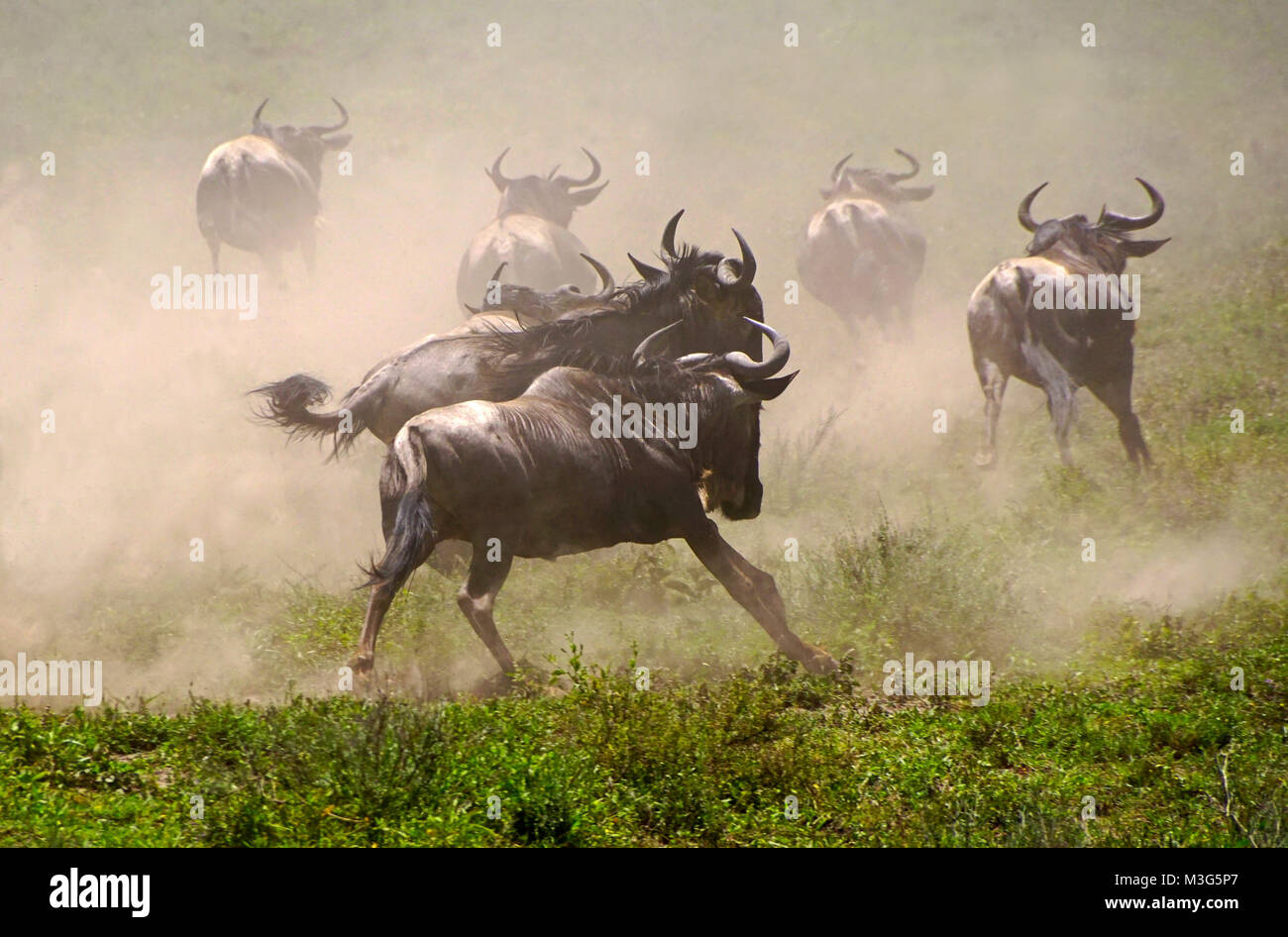 Gnus auf der Flucht vor Raubtieren auf Serengeti Plains Stockfoto