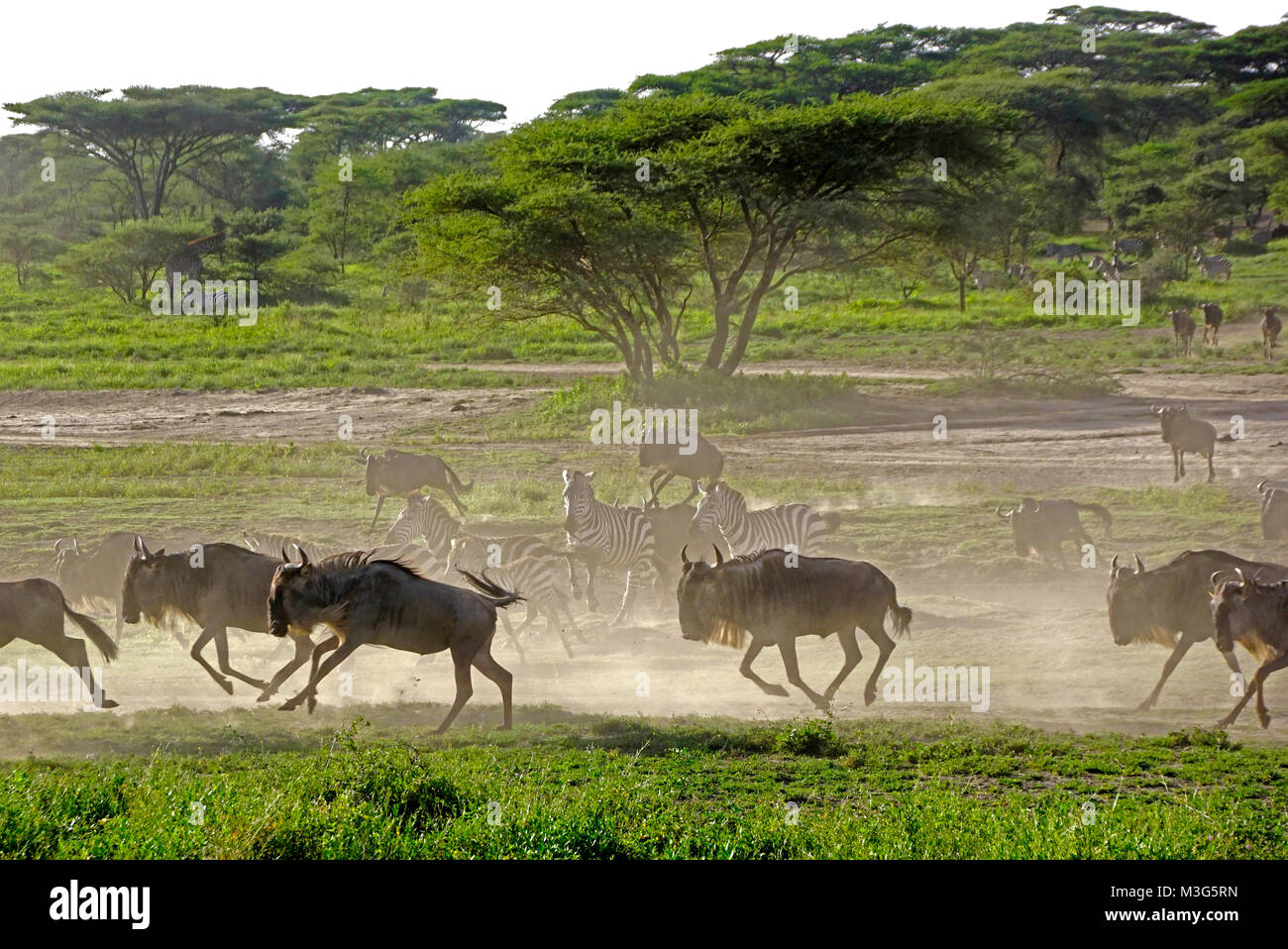 Gnus auf der Flucht vor Raubtieren auf Serengeti Plains Stockfoto