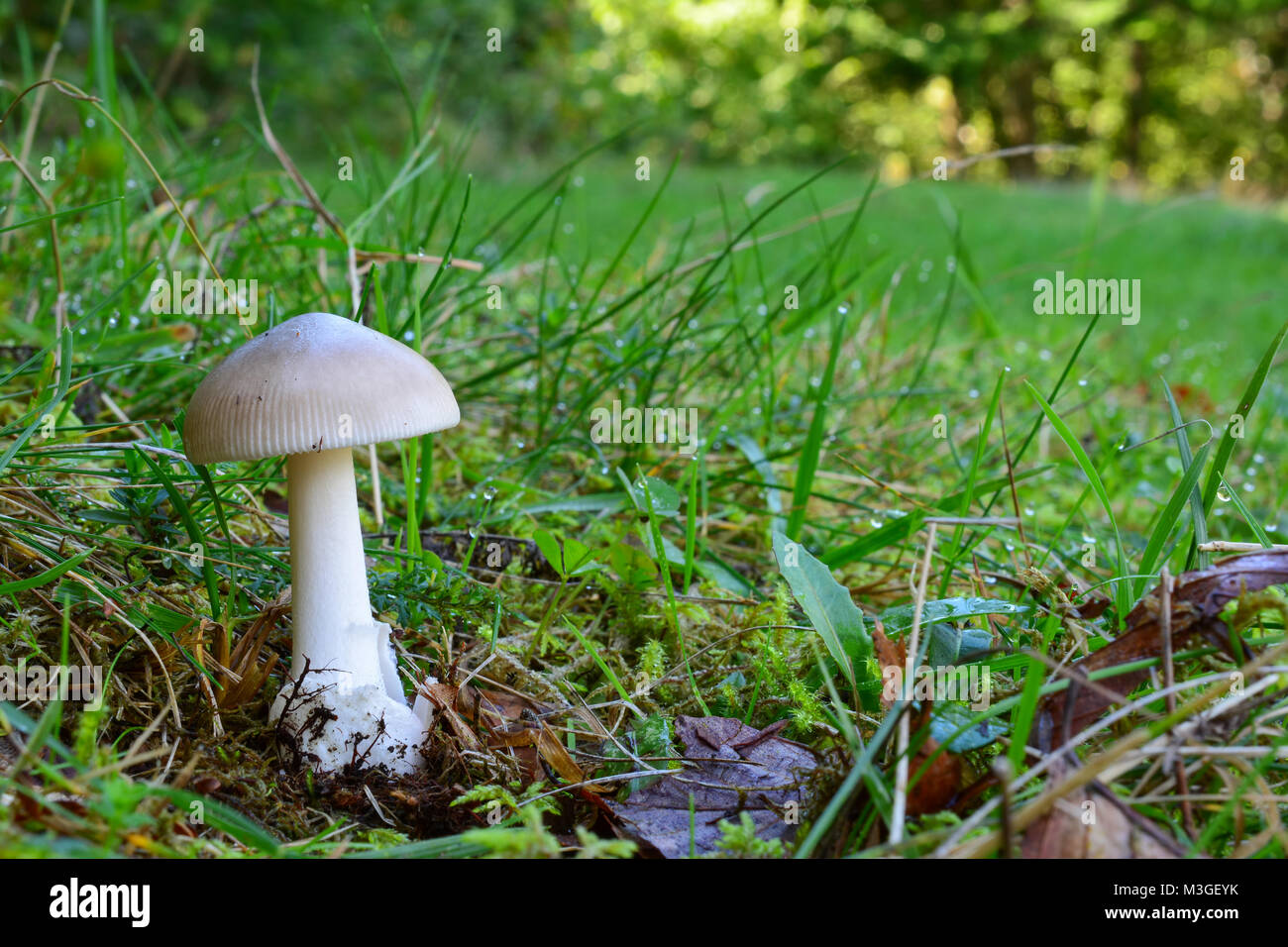 Ein einzelnes junges Exemplar von GRISETTE oder Amanita vaginata Pilz im natürlichen Lebensraum, im Gras mit Morgentau bedeckt Stockfoto