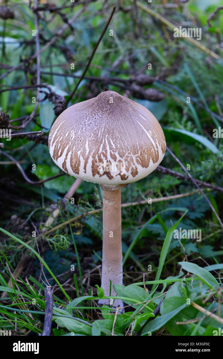 Junge Muster der schlanken Sonnenschirm oder Macrolepiota konradii Pilz im natürlichen Lebensraum, Bergwiese, Ansicht von oben Stockfoto