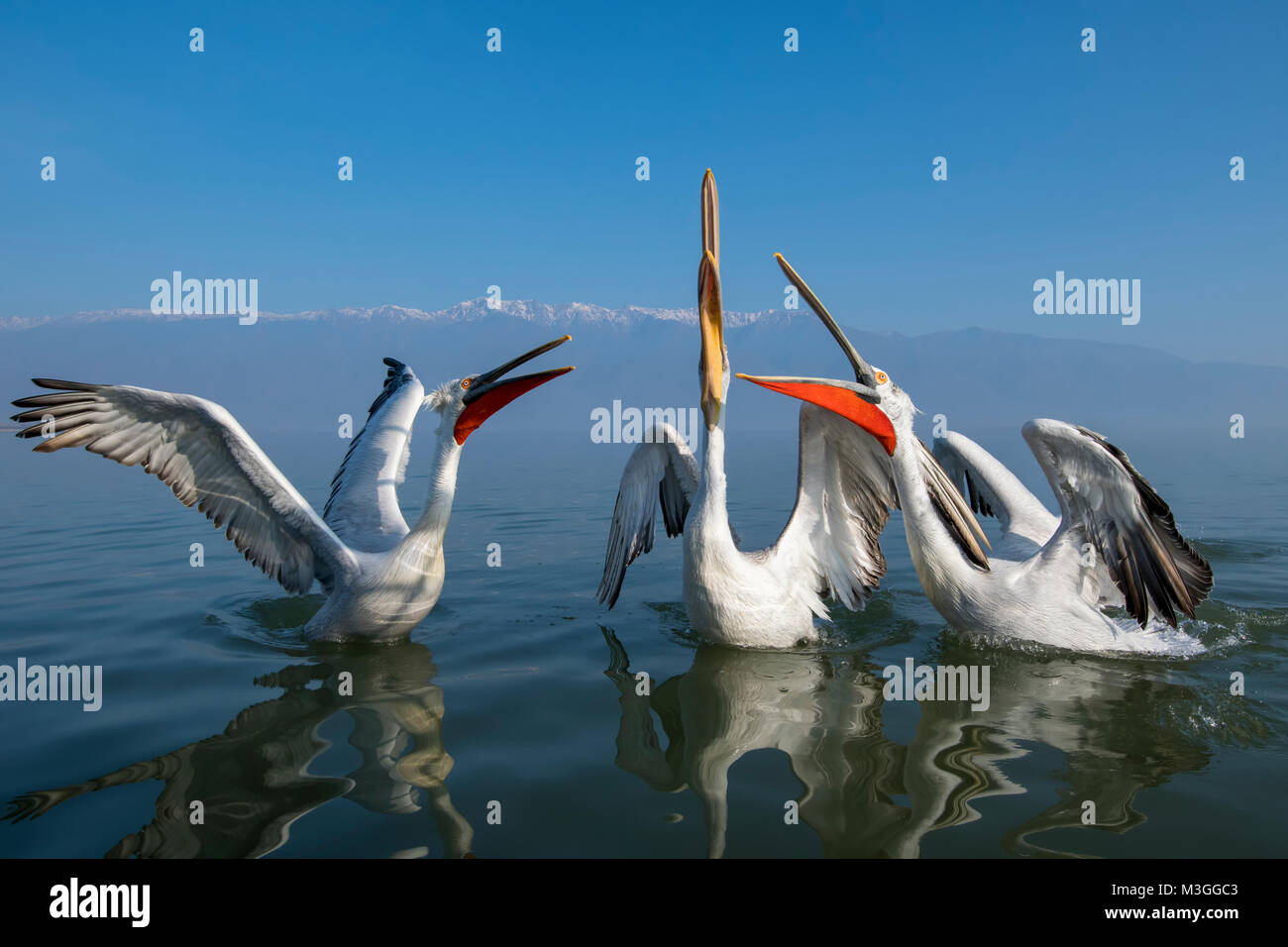 Dalmatinische Pelikane Stockfoto