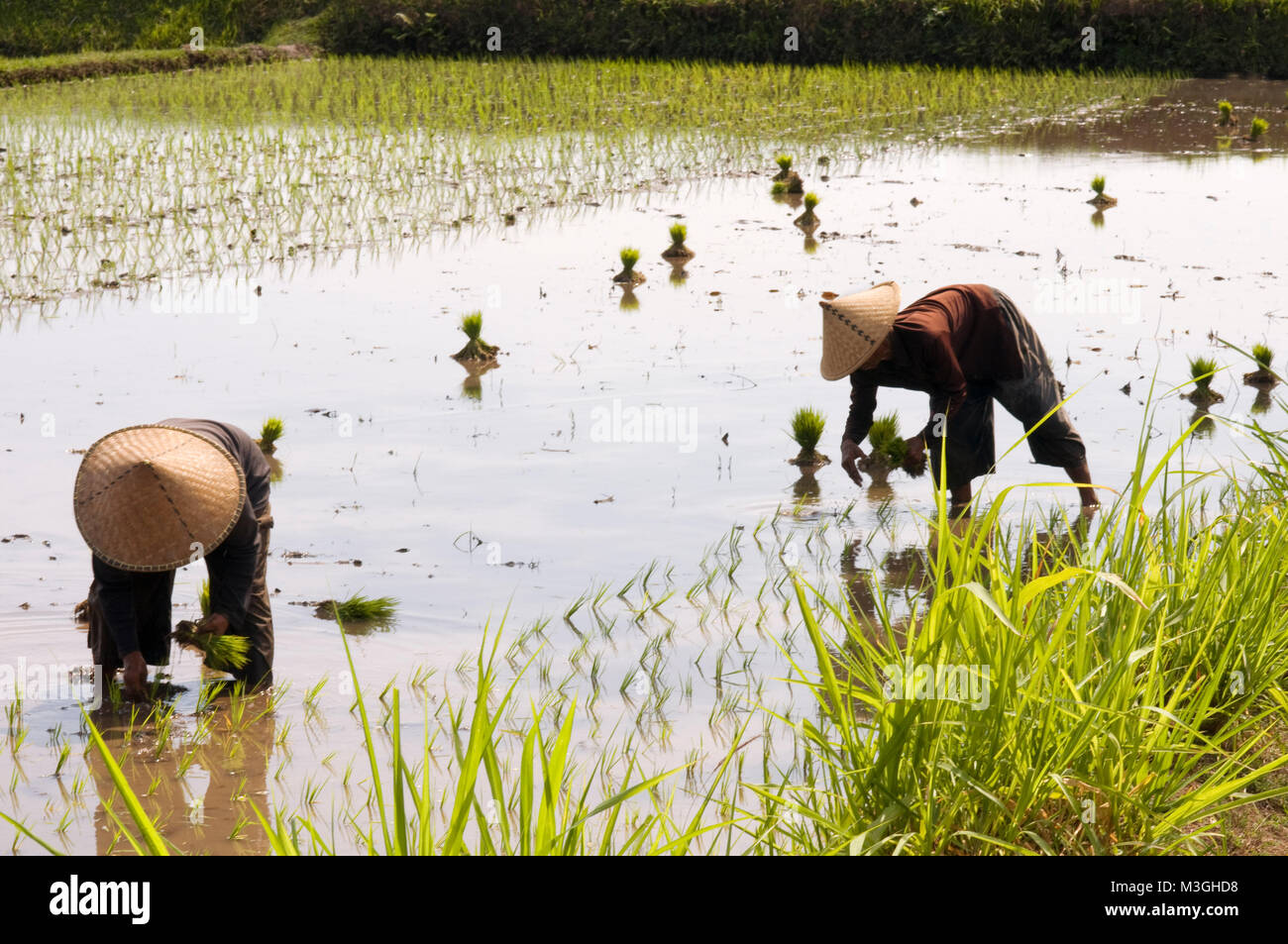 Die Felder von Reis gepflanzt in der Ebene, in der neben der Straße, die entlang der nördlichen Küste von Lombok Indonesien läuft Stockfoto
