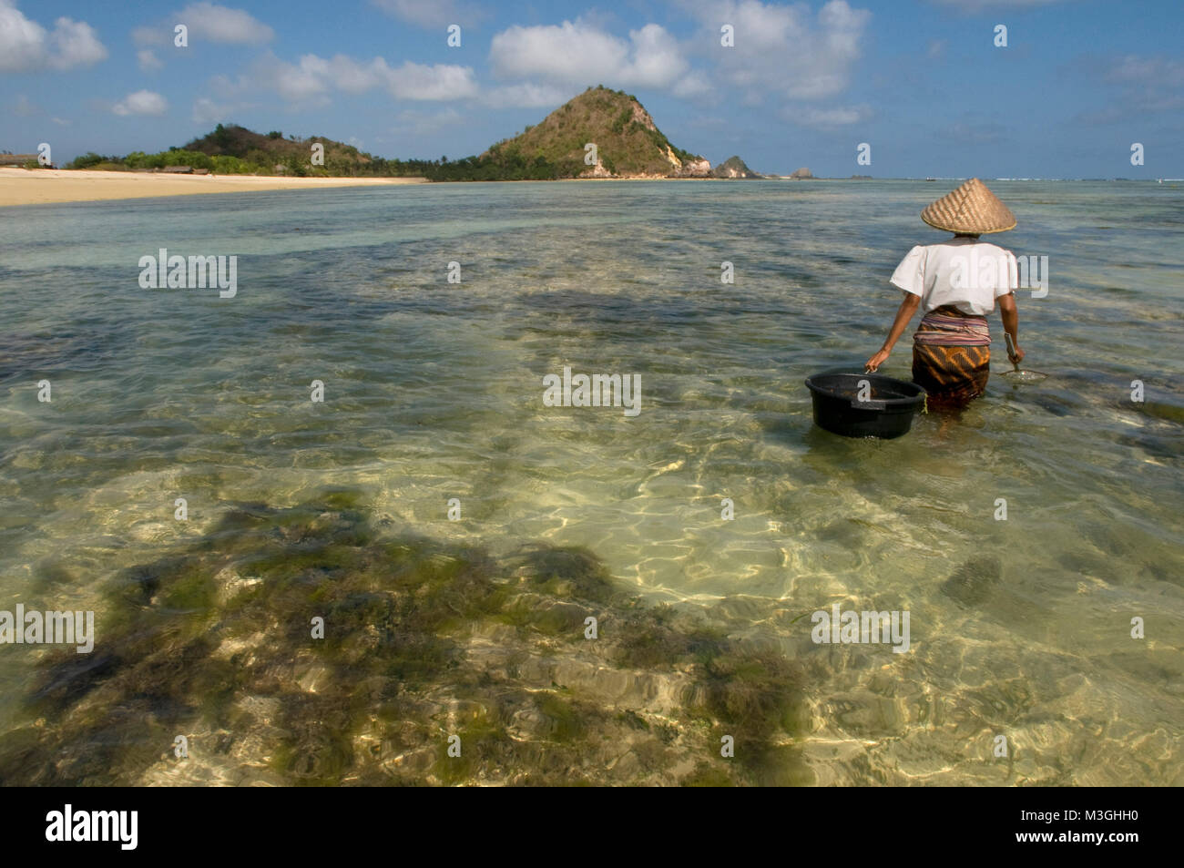Frauen oft zu Fuß entlang der Küste von Kuta Beach, ein Fischer im Süden von Lombok, auf der Suche nach Seetang, die für das Kochen sehr geschätzt wird. Kuta Lombok Indonesien Stockfoto