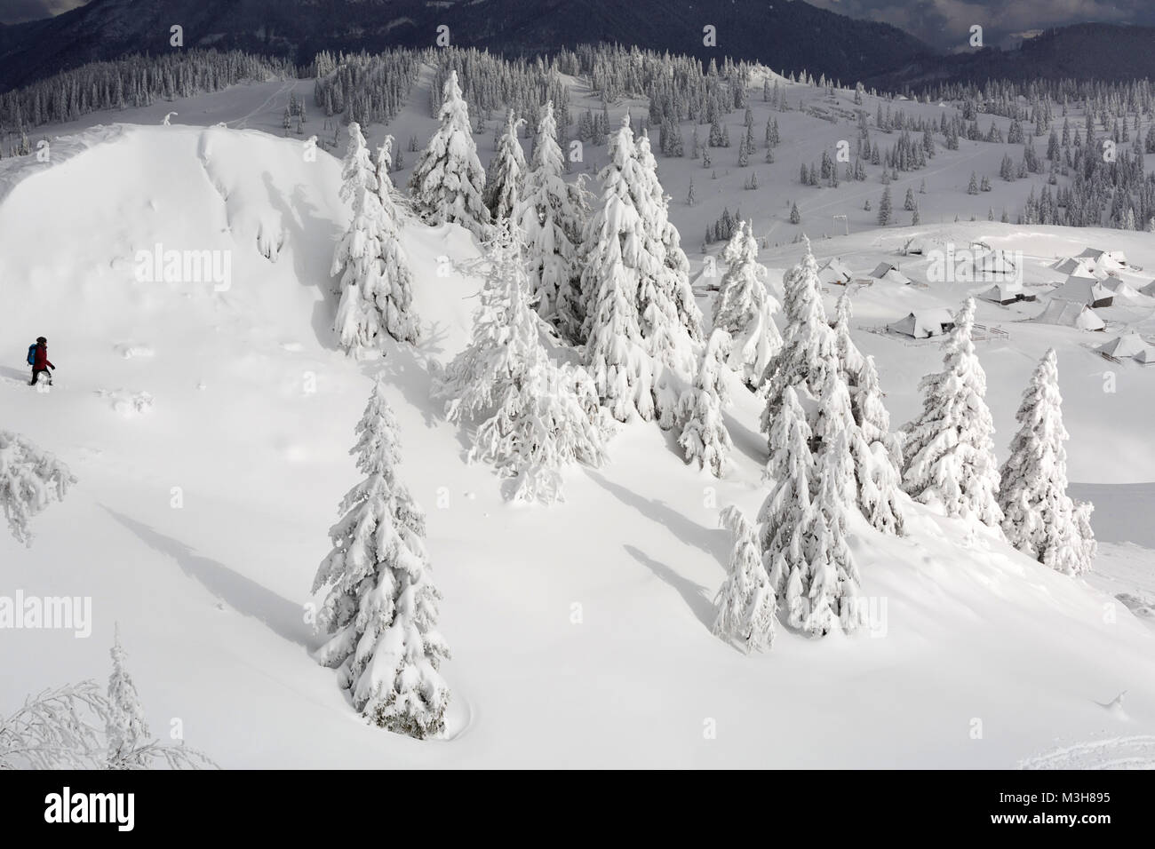Frau wandern zu schneebedeckten Berg mit Pinien im Winter wanderland in Berglandschaft. Stockfoto