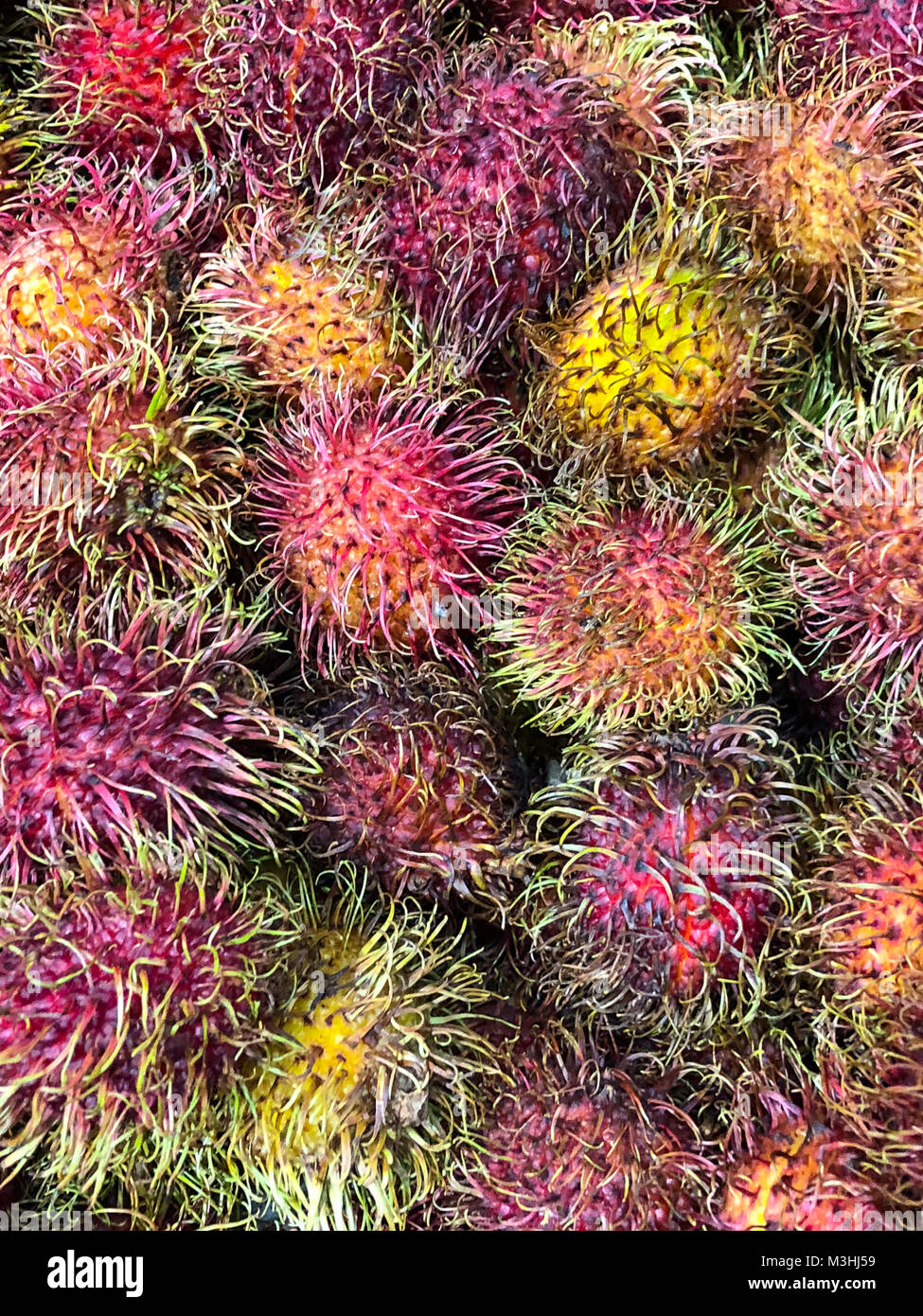 Eine große Gruppe von bunten Rambutan Frucht füllt den Rahmen. Hintergrund Stockfoto