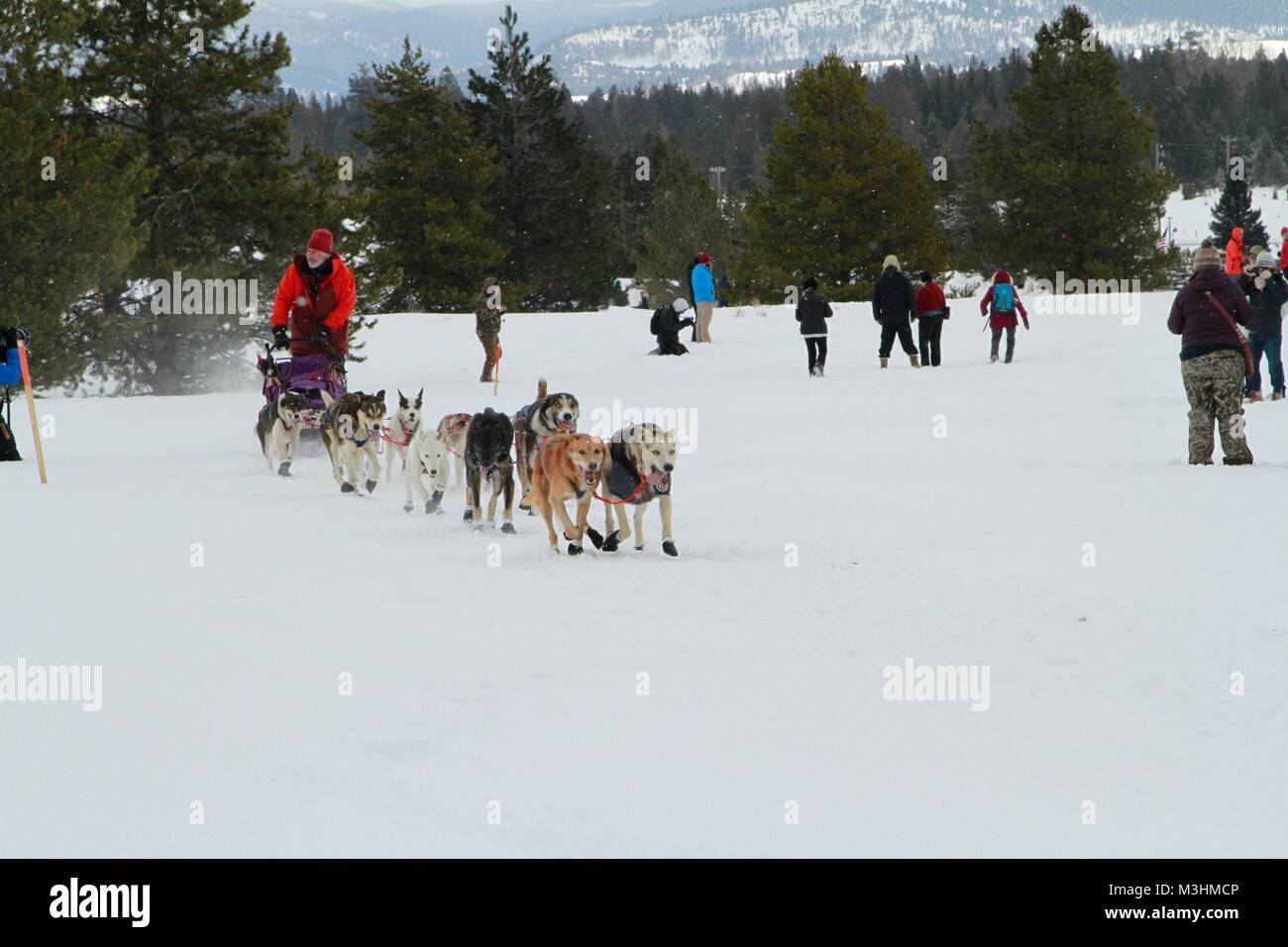 Rennen in den Himmel 2018, Montana Premier Schlitten-hunderennen, Lincoln, Montana Stockfoto