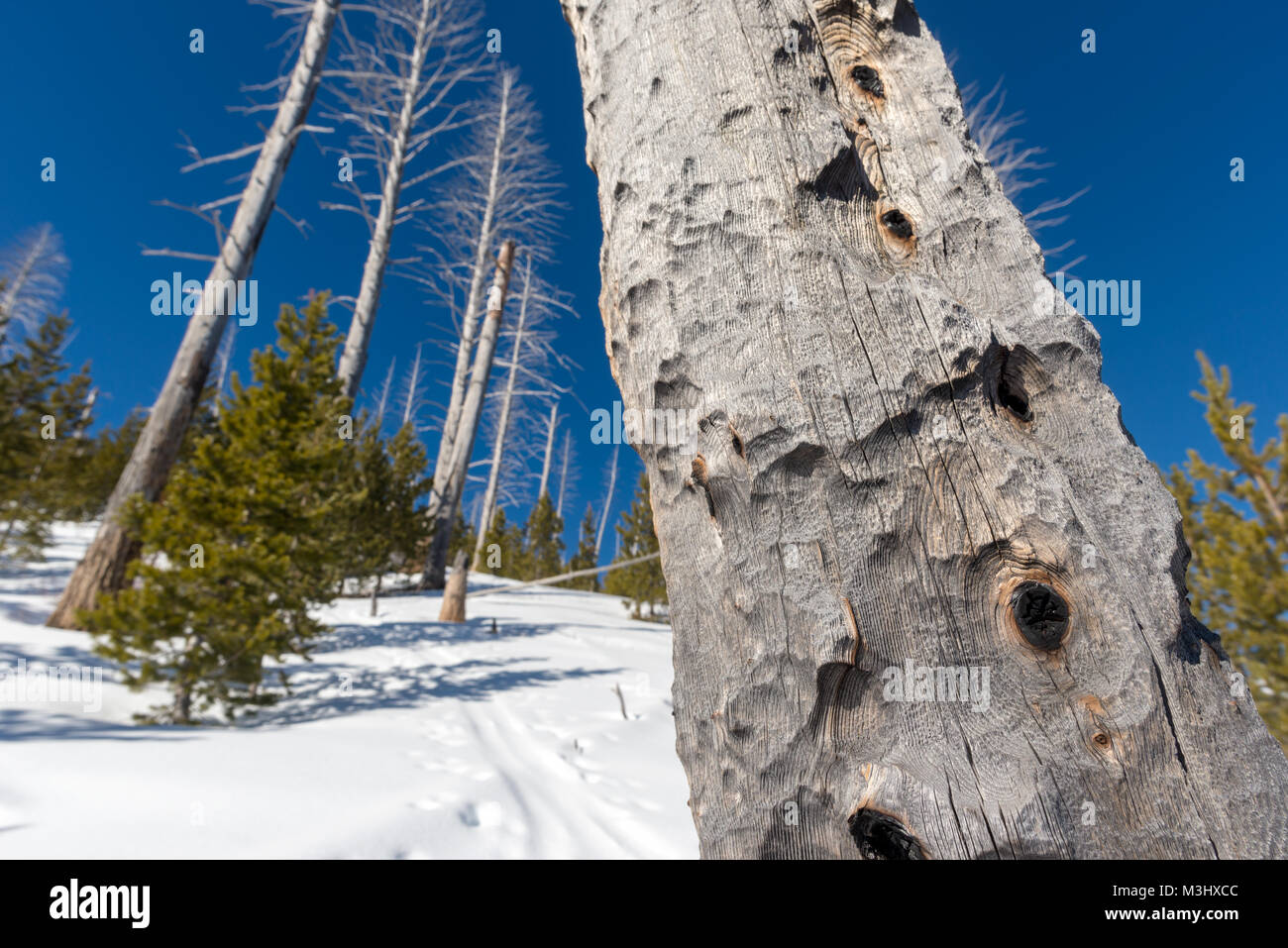 Verbrannte Bäume und junge lodgepole Kiefern Regeneration in einem verbrannten Fläche des Oregon Wallowa Mountains. Stockfoto