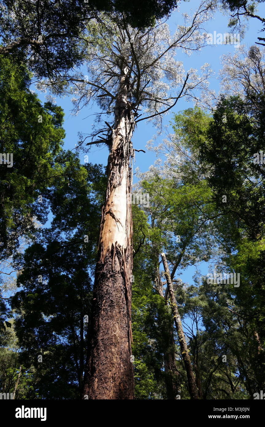 Eberesche Baum im Wald Stockfoto