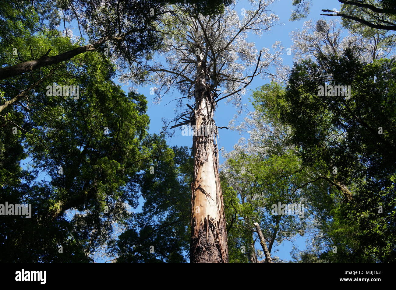 Eberesche Baum im Wald Stockfoto