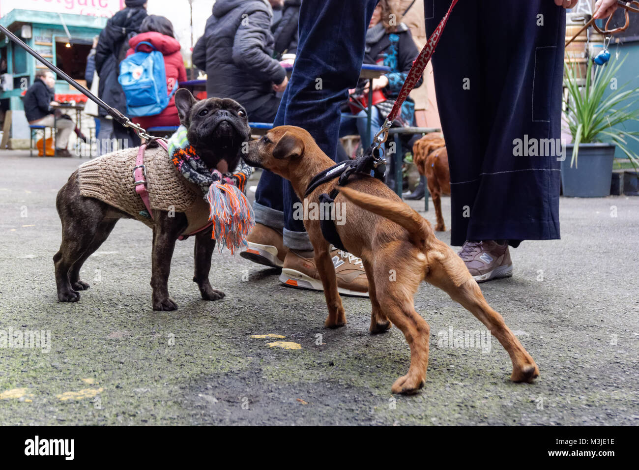 Hunde und Hundegänger treffen sich auf der Straße Stockfoto