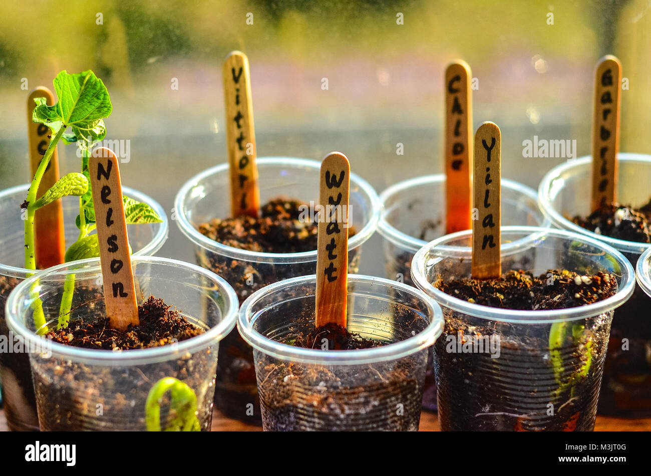 Baby Pflanzen Stockfoto