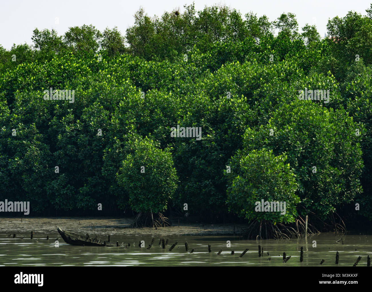 Mangrove Tree in den Mangrovenwald mit weißen Himmel Stockfotografie