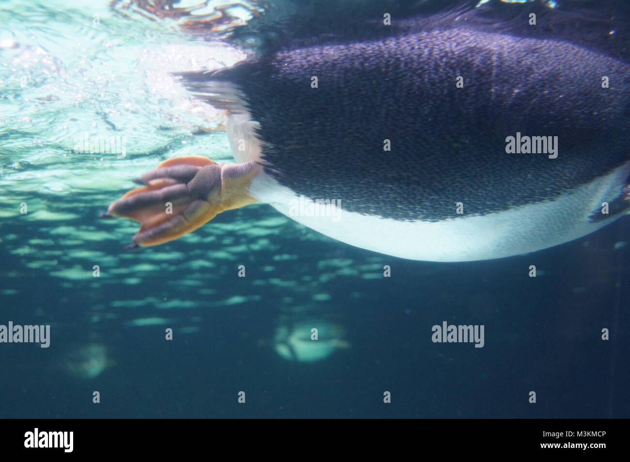 Schwimmen Pinguin Fuß Stockfoto