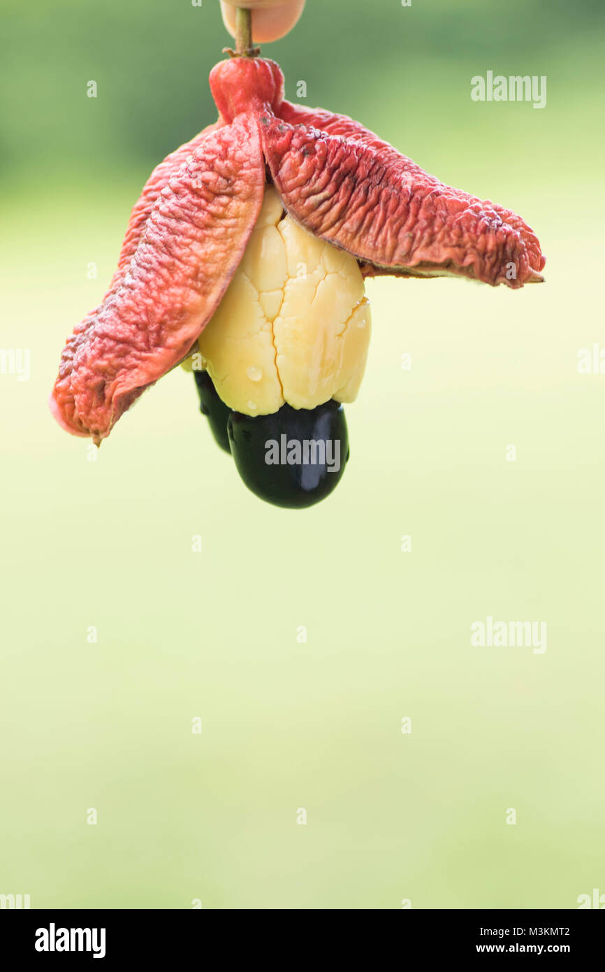 Akki pod Food still life Foto, St. Thomas, Jamaica, West Indies