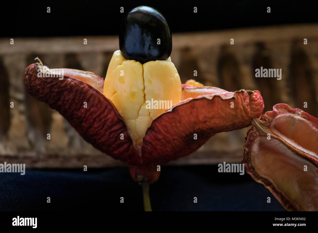 Akki pod Food still life Foto, St. Thomas, Jamaica, West Indies, Karibik Stockfoto