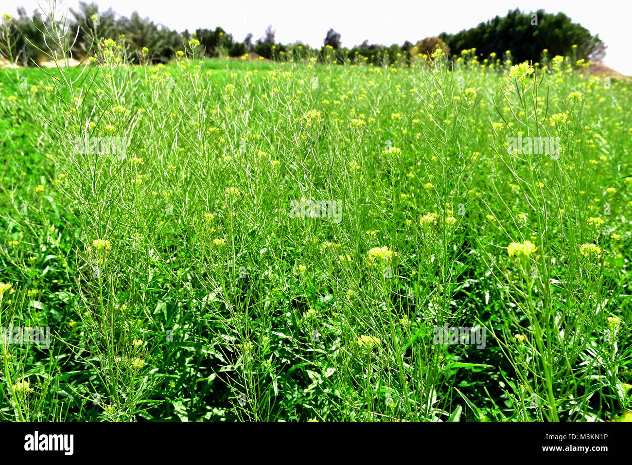 Grüne Felder mit grünen Pflanzen und Gemüse Stockfoto