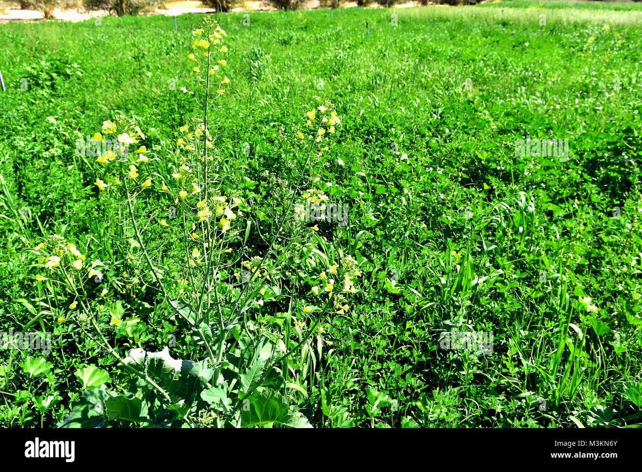 Grüne Felder mit grünen Pflanzen und Gemüse Stockfoto