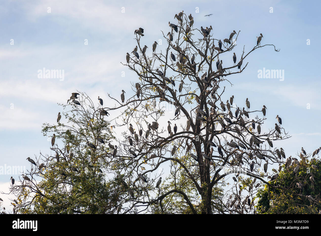Die Gruppe der offenen Rechnung Storch Vögel auf dem Baum Stockfoto