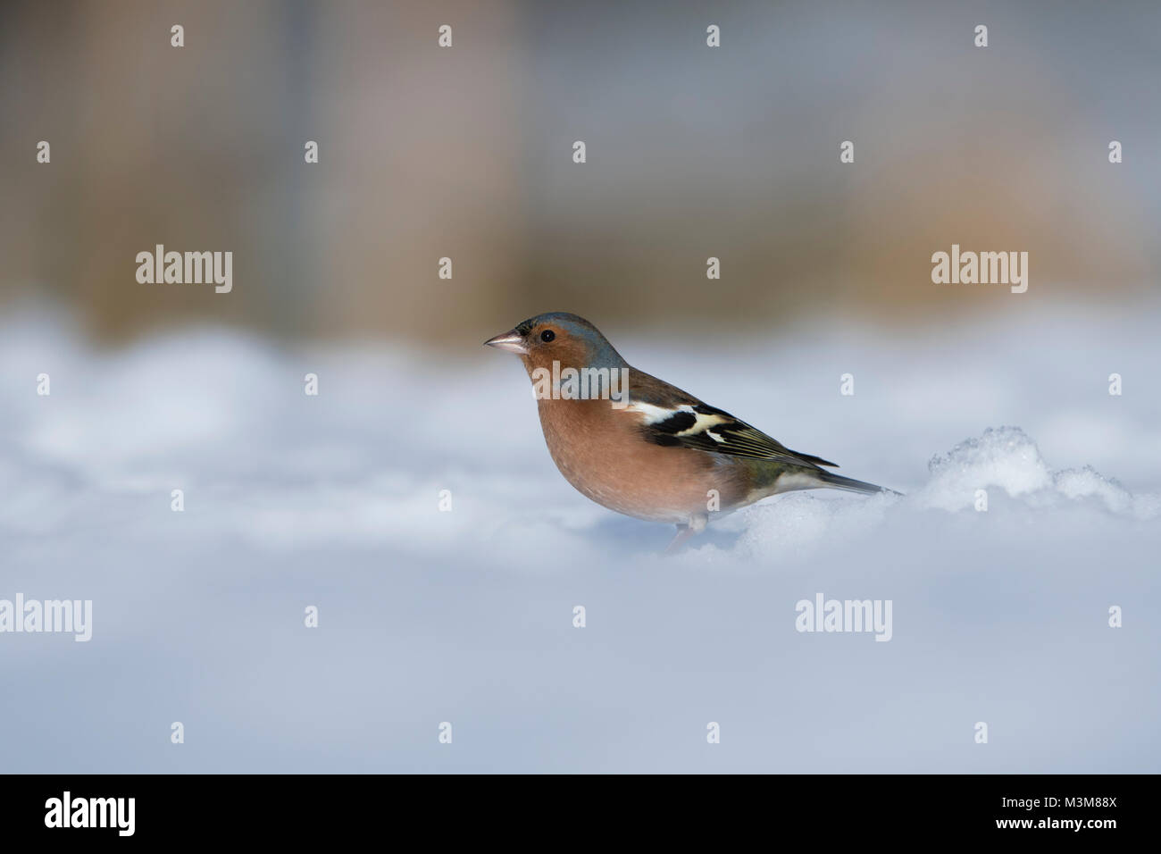 Ein männlicher gemeinsame Buchfink (Fringilla coelebs) auf der Suche nach Essen im Schnee, Ross-Shire, Schottland, Großbritannien Stockfoto