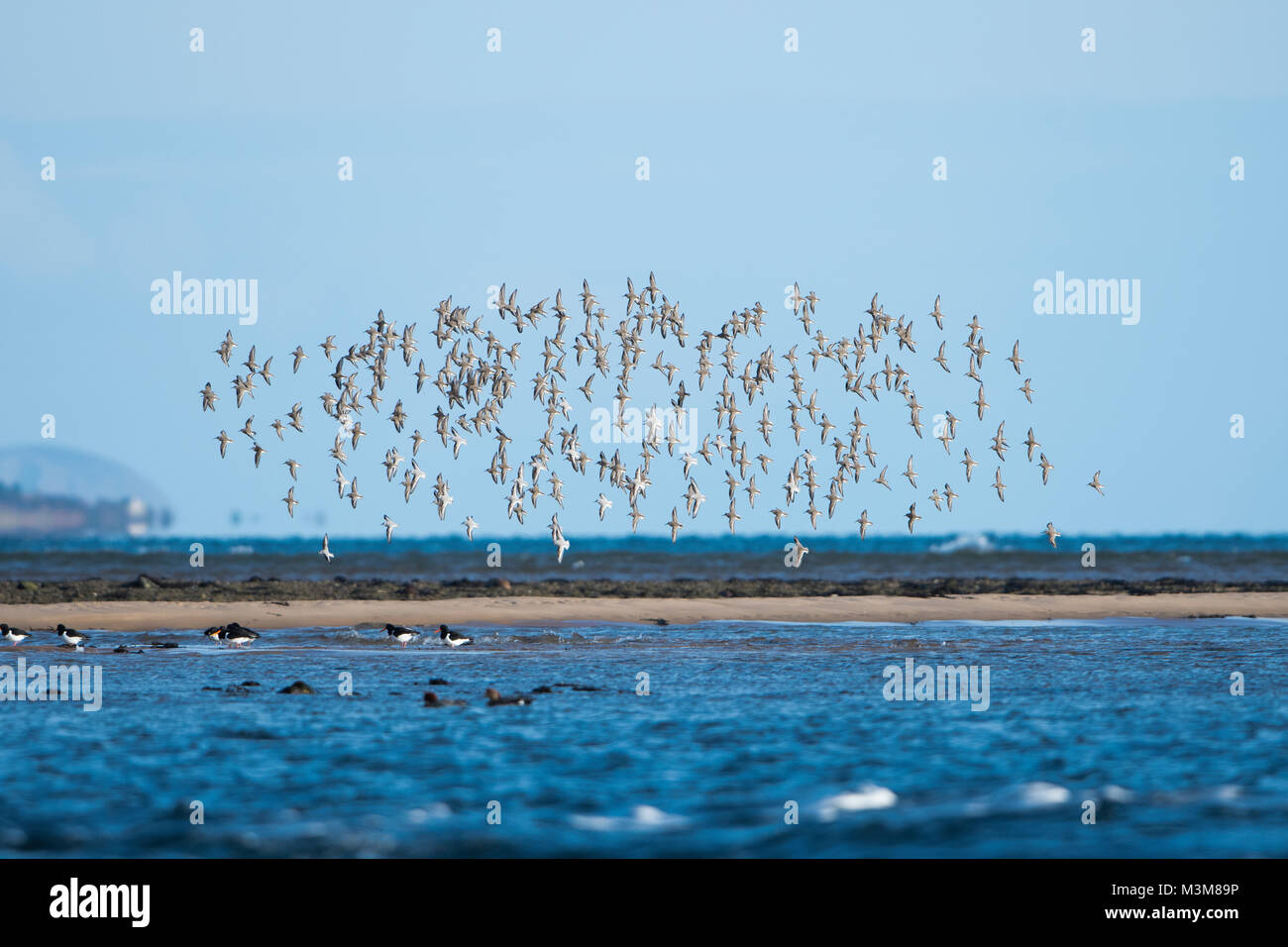 Eine Herde der Alpenstrandläufer (Calidris alpina) im Flug an der Küste am Loch Flotte/Coul Links, Sutherland, Schottland, UK Stockfoto