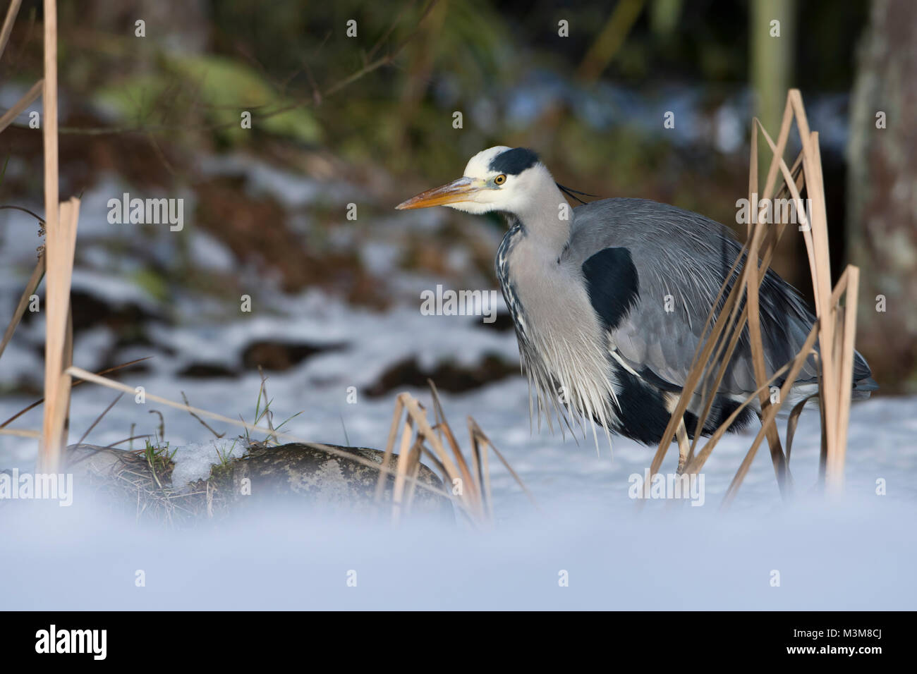Garten teich winter Fotos und Bildmaterial in hoher Auflösung Alamy