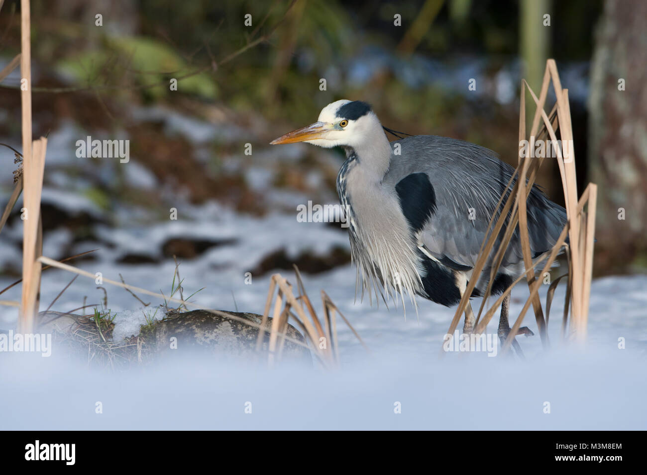 Ein Graureiher (Ardea cinerea) Stalking in der Nähe von Garten Teich im schnee, winter, Schottland Stockfoto