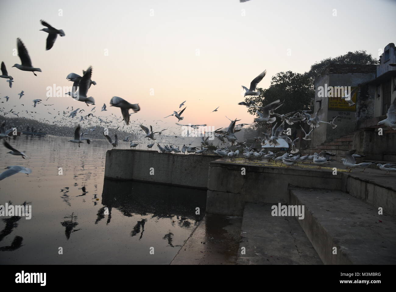 Wandernde Hunderte von Sibirischen Seagull Vögel fliegen am Morgen mit dem Sonnenaufgang am Ufer des Flusses Yamuna, Delhi, Indien, Asien Stockfoto