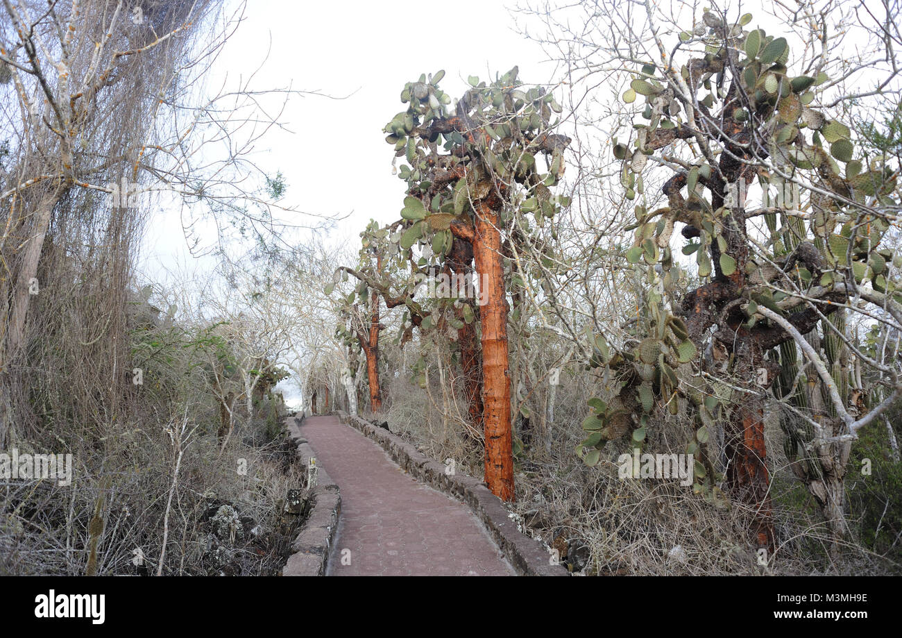 Riesige Pflanzen von Opuntia oder Feigenkaktus (Opuntia echios var. gigantea) wachsen in der ariden Zone von Santa Cruz unter dornige Sträucher durch die gepflasterte Weg Zu Stockfoto