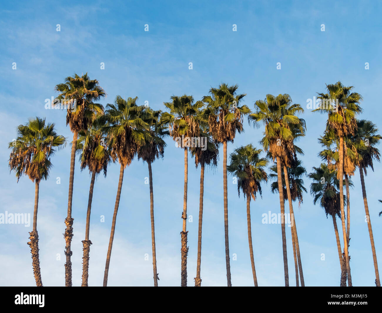 Schöne Brahea edulis, Guadalupe Palm aus Insel Guadalupe in Los Angeles