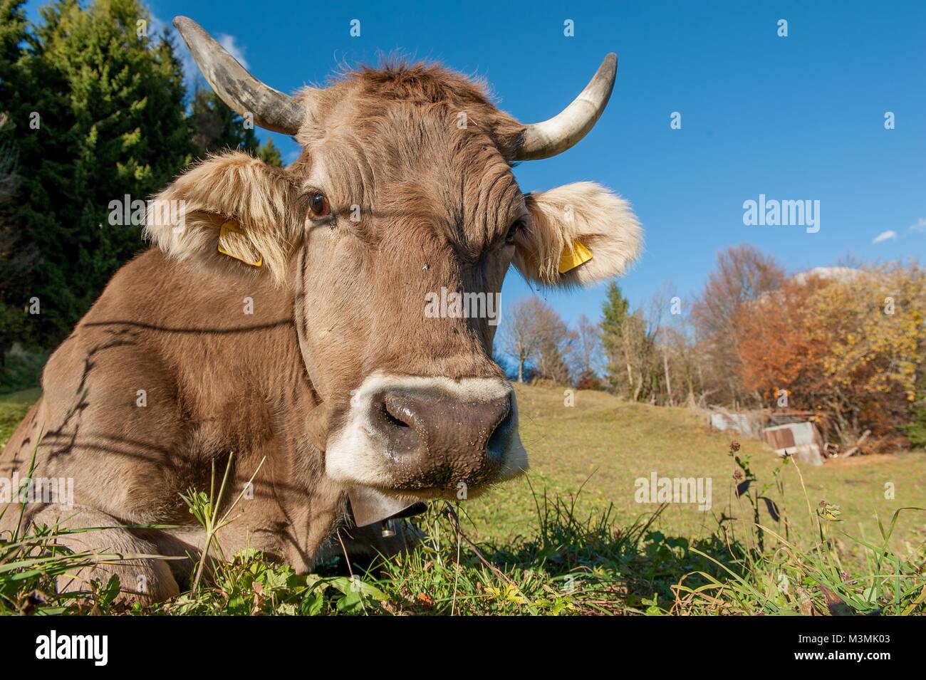 Grasende Kühe auf der Weide Gras Stockfoto
