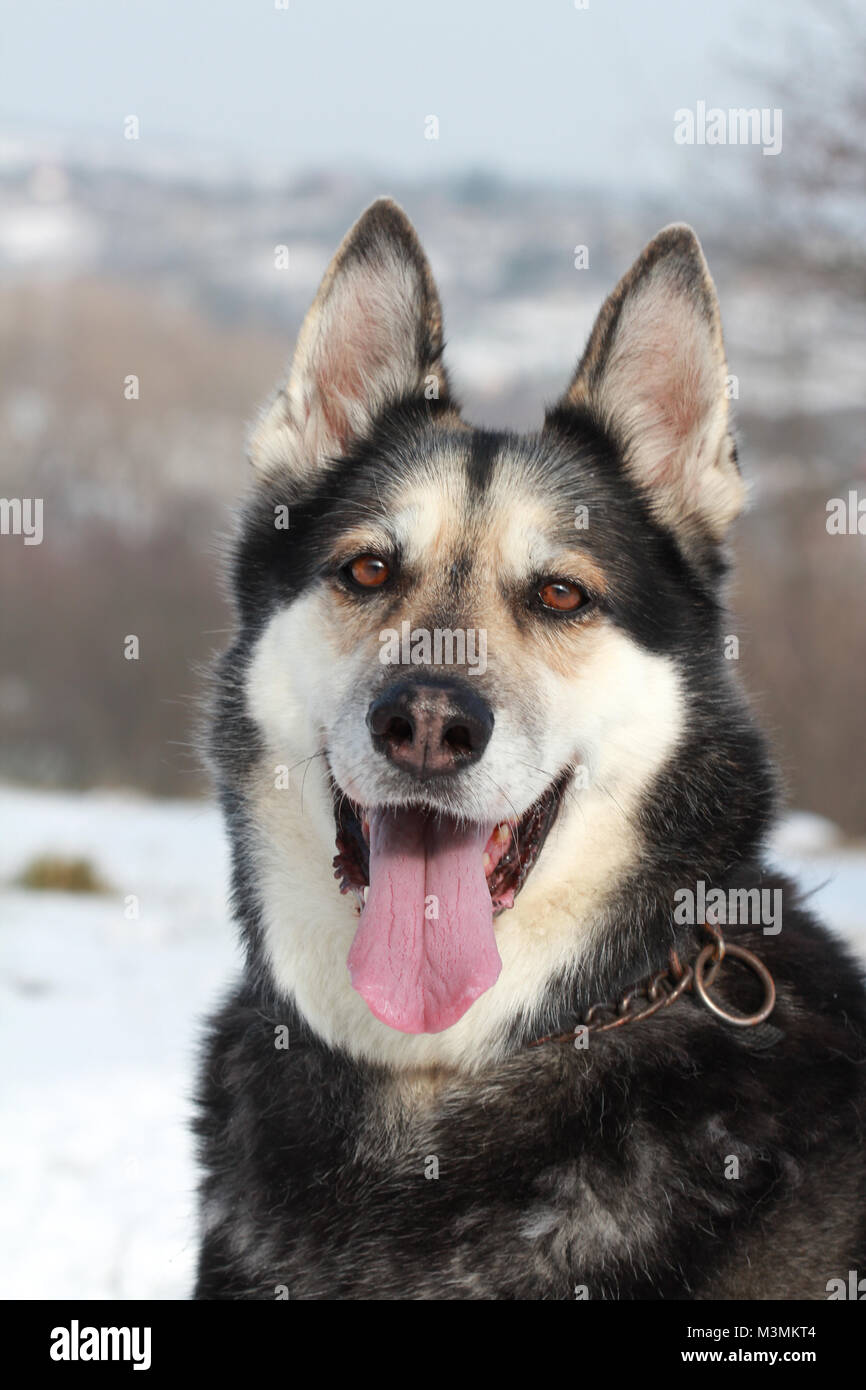 Deutscher Schäferhund husky Mix Stockfoto
