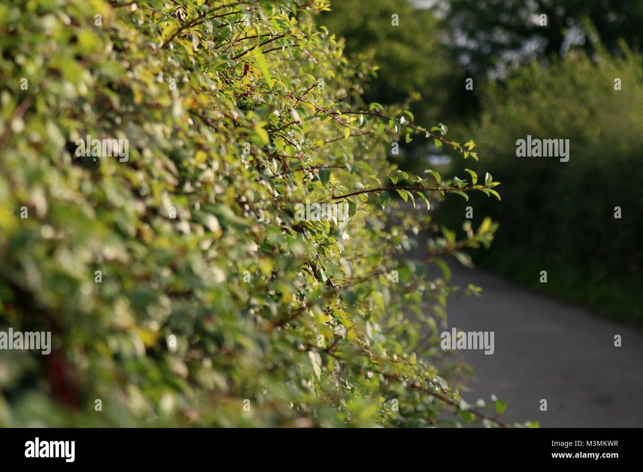 Hecken und auf der Straße. Stockfoto