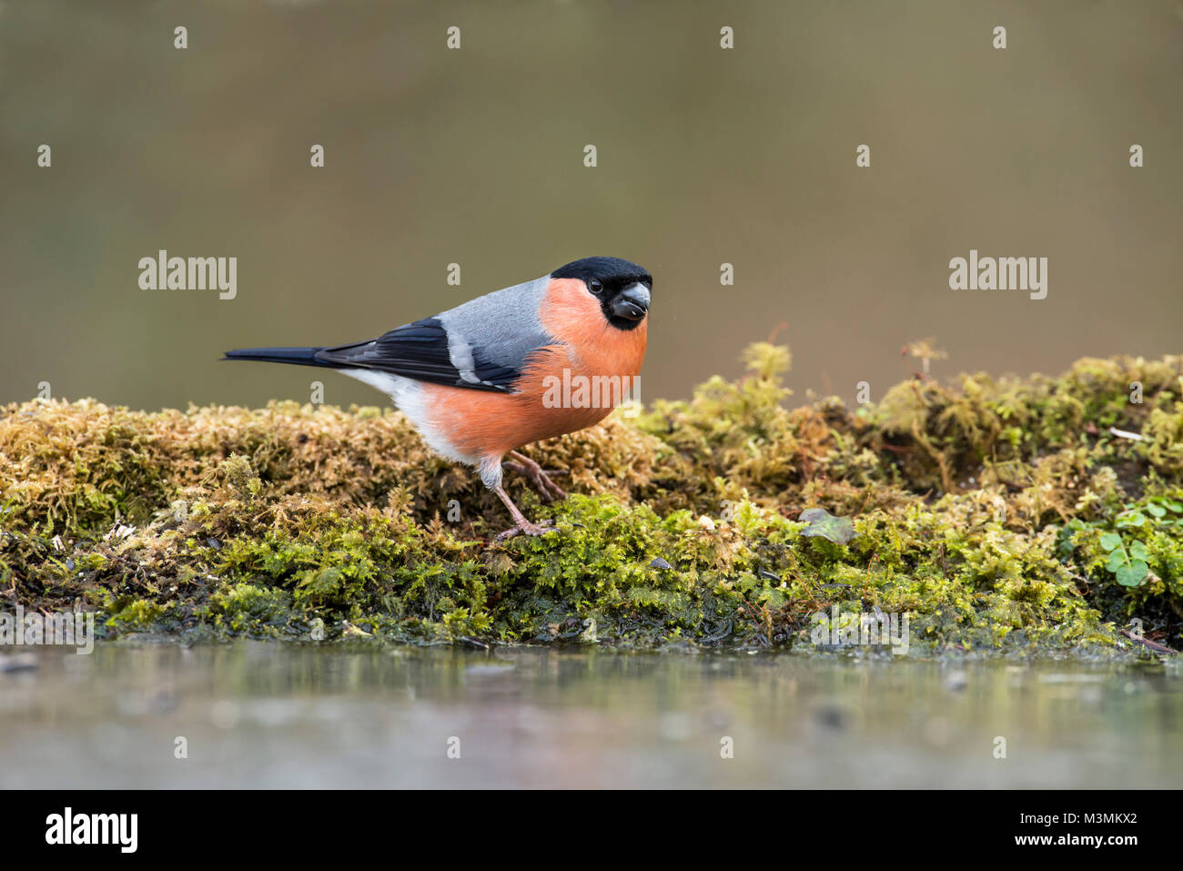 Männliche Gimpel (Pyrrhula pyrrhula) Futter für die Samen auf den Boden neben einem gefrorenen Pool im Winter. Stockfoto