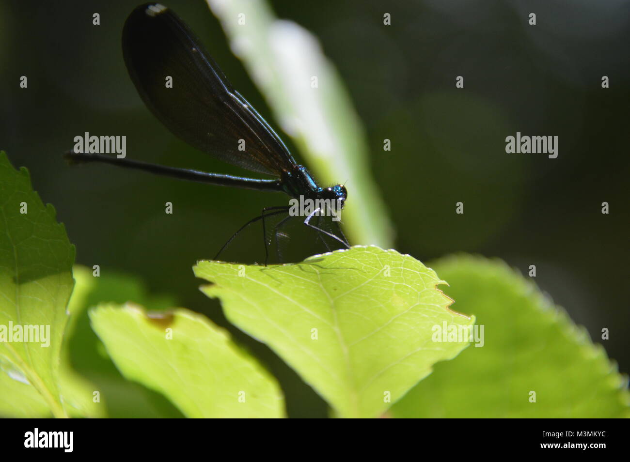 Ein dunkles Blau mayfly sitzt auf einem grünen Blatt mit grünem Laub (unscharf) im Hintergrund des Bildes. In Great Falls, VA genommen Stockfoto