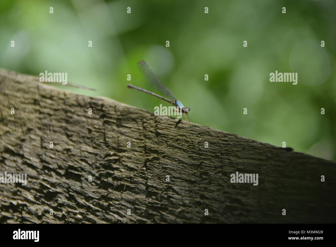 Ein Bild von einem kleinen Libelle. Das Insekt ist blau und braun und sitzt auf einem braun-grauen Rock mit grünem Laub im Hintergrund. Stockfoto