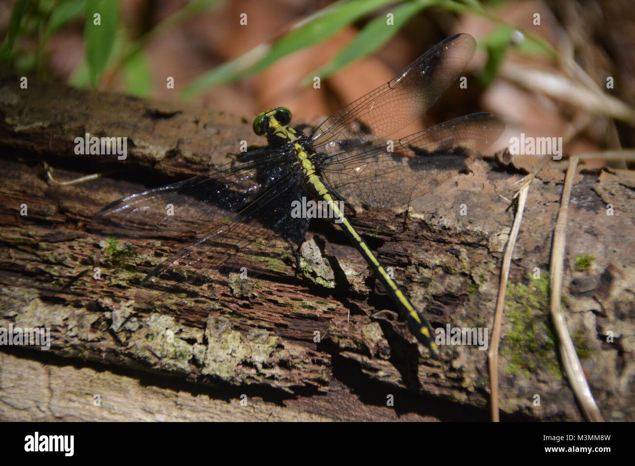 Eine grüne und schwarze Libelle auf mit einigen greenage im Hintergrund des Bildes. Stockfoto