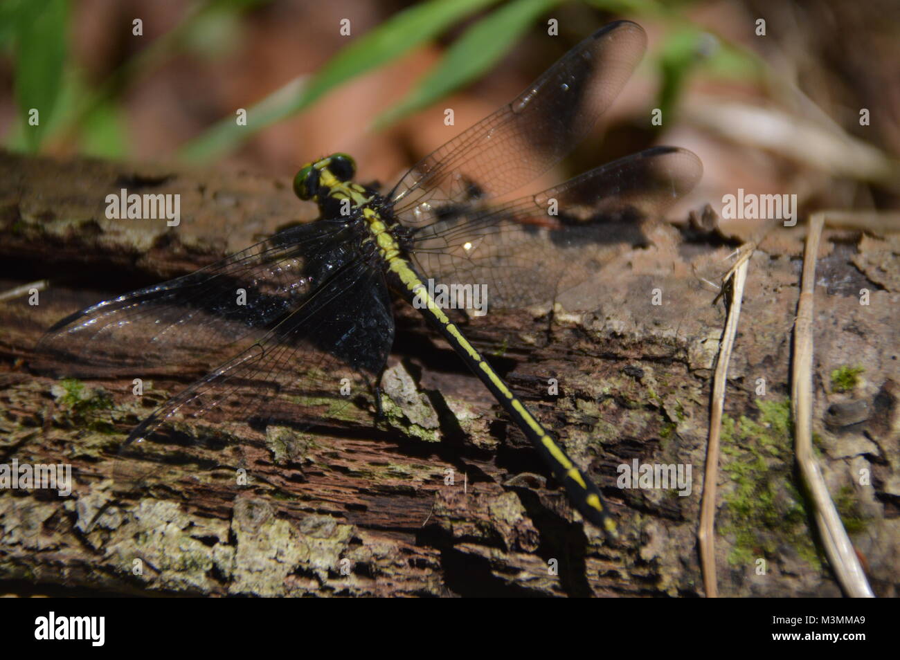 Eine grüne und schwarze Libelle auf mit einigen greenage im Hintergrund des Bildes. Stockfoto