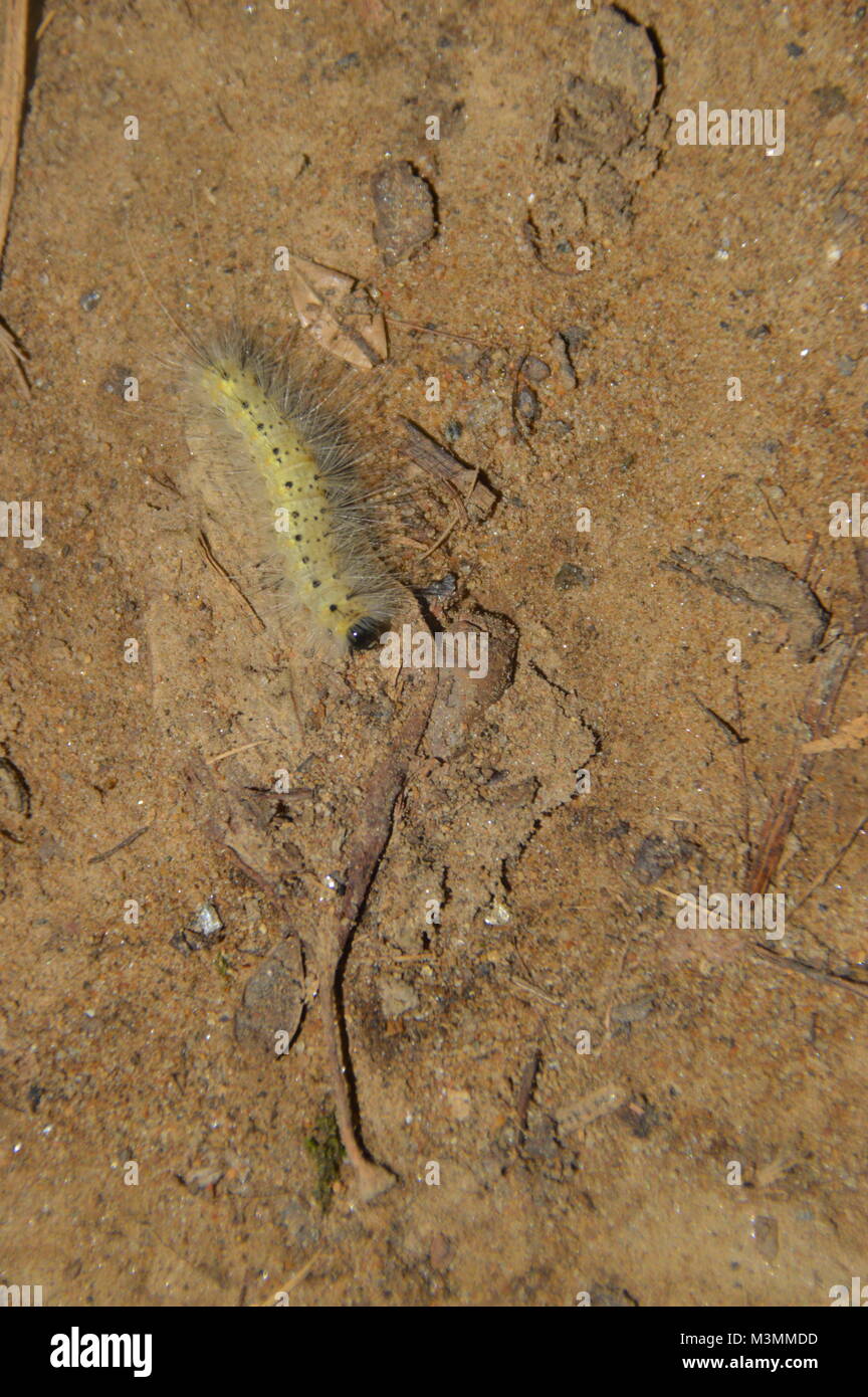 Ein gelber Caterpillar mit blonden Spitzen ll über seinen Rücken. Dieses Bild ist mit Laub und Schmutz im Hintergrund (auf dem Boden). Stockfoto