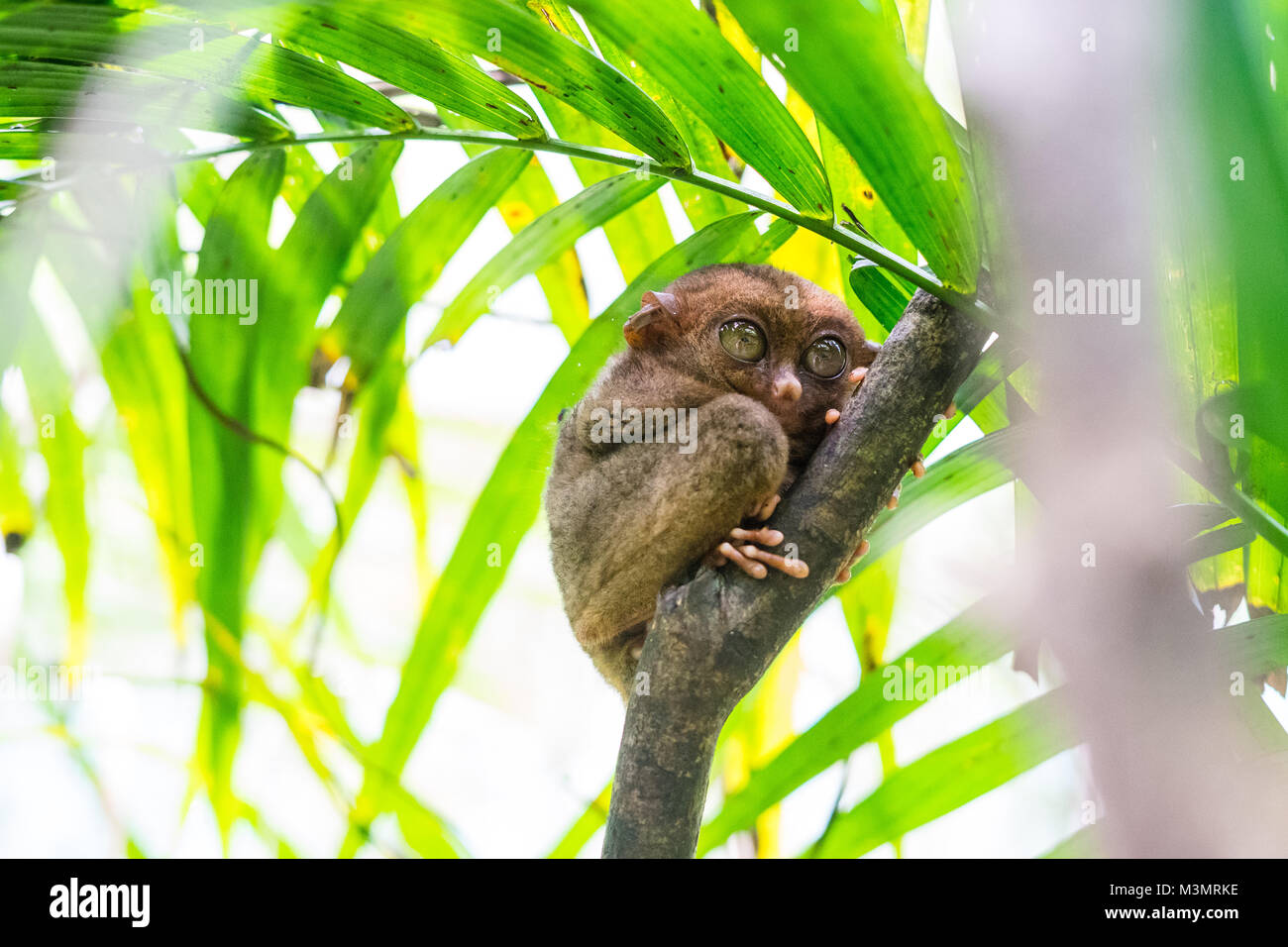 Ein Tarsier auf einen Baum auf der Insel Bohol Stockfoto