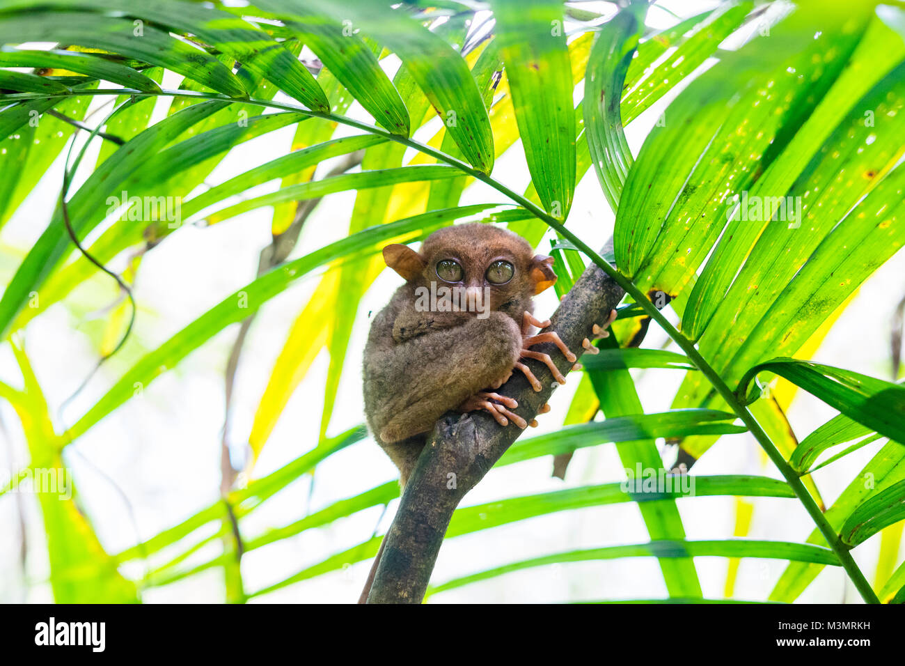 Ein Tarsier auf einen Baum auf der Insel Bohol Stockfoto