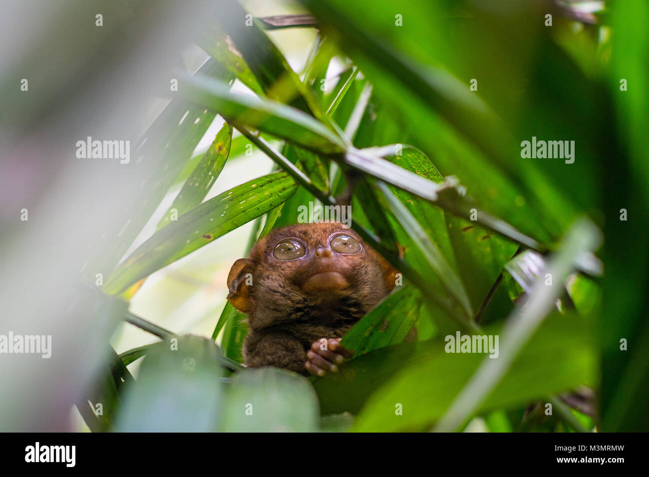 Ein Tarsier auf einen Baum auf der Insel Bohol Stockfoto