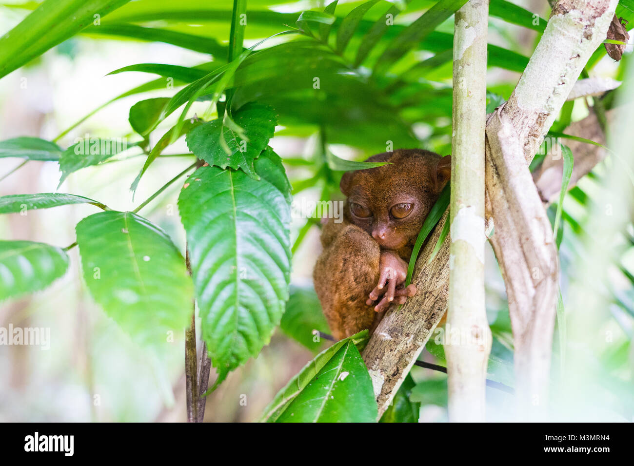 Ein Tarsier auf einen Baum auf der Insel Bohol Stockfoto